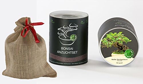 Seedeo, White Mulberry Tree Bonsai Kit