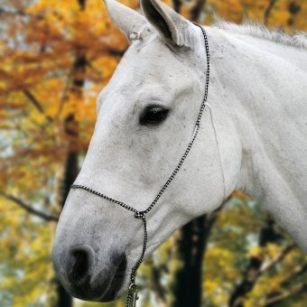 Waldhausen-W500912-Halter-for-Trail-Riding