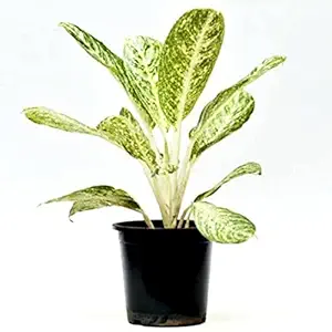 Mphmi Nurseryplant Aglaonema White Lightning - Plant