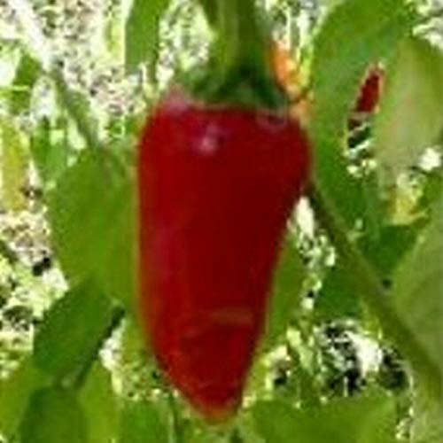 HONIC I Semi Confezione: 10 - Semi: Guillin Hot Pepper Seeds - Una varietà dalla Cina. Bello e Caldo !!!!