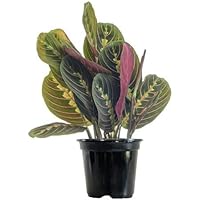 Maranta Leuconeura Tricolor Planta Natural de Hojas Colgantes