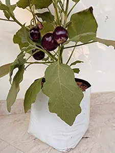 ROCHFERN Plastic Grow Bags, White, 35X20X20CMS, 10 Pieces