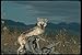 Produktbild 110088 Grey Wolf On Felled Tree A4 Photo Poster Print 10x8