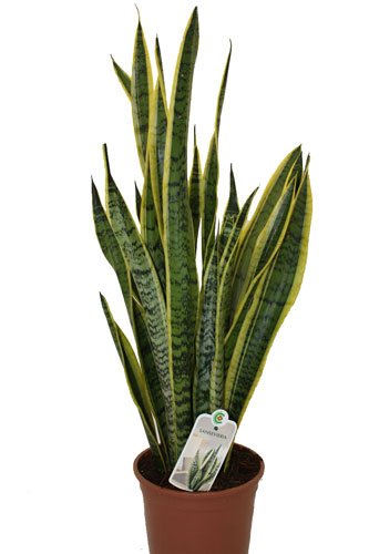 Bogenhanf, Sansevieria 'Laurentii', 17 cm
