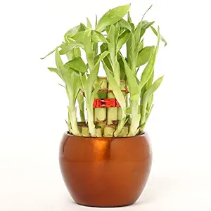 Ferns N Petals Two Layer Lucky Bamboo in Brass Metal Pot