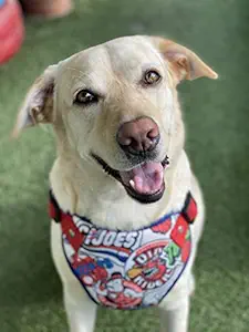 Dog-O-Bow Ghostbusters Print Harness for Dogs (L)