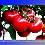 tomate hibrido sakata Fácil de usar 2018 Sami\' Brillante Grande Rojo del Tomate híbridos F1 Semillas de Frutas, Paquete Profesional, 100 Semillas/Paquete, crujiente Dulce fragante Tomate