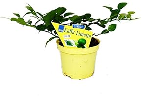 Exotenherz Kaffir-Limette - Citrus hystrix - 1 Pflanze - Kaffernlimette Gewürzpflanze