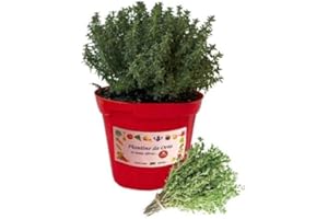 P. Piantine da Orto | Timo, Pianta in Vaso Diametro 14 cm, Pianta Pronta per il Trapianto, Pianta Vera da Esterno, Vivaio Italiano