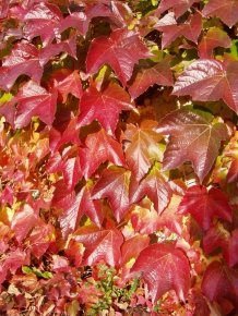 Wilder Wein ‚Veitchii‘ – Schnellwachende Kletterpflanzen - 2