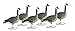 Produktbild Dakota Decoy 1-Piece Canada Full Body Sentry Goose Decoys - 6 Pack by DAKOTA DECOY