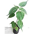 PlantaZee Live Peepal/Ficus religiosa/Sacred fig Seedling Plant with Pot