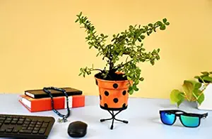 HINS Metal Bucket Shape Dotted Pot With Stand Flower Plant Pot For Indoor Plants (Orange) Metal Pots For Indoor Plants I Elevated Garden Planter I Raised Planter I Desk Plant I Raised Planter Box I Ascent Homes Metal Planter I Raised Planter Box With Legs I Brass Pots For Indoor Plants I Golden Planter I Mid Century Plant Stand I Brass Planters For Indoor Plants I Indoor Plant Stand For Living Room I Metal Planters Pot For Indoor Plants designer pots for indoor