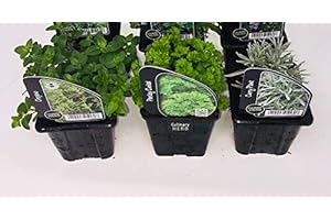 CARBETH PLANTS 3 x Mixed Herb Collection Inc Varieties Like Rosemary - Chives - Oregano - Thyme - Parsley in 9cm Pots