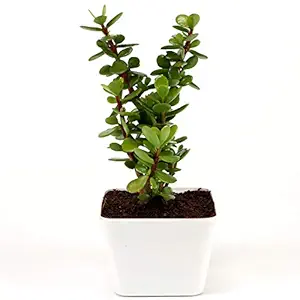 Ferns N Petals Jade Plant In White Plastic Pot 3 x 4 Inches