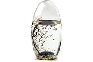 EcoSphere - Miniaquarium aus der NASA Weltraumforschung - handgefertigtes, geschlossenes Ökosystem mit Garnelen - Made in Germany (13cm Oval)