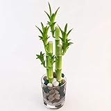Pinkdose 50Pcs Lucky Bamboo Bonsai, kleine Topfpflanzen reinigen die Luft, das Pflanzen ist einfach, angehende Rate von 95% Z