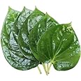 Live Rare Paan Betel Leaf (Magai Paan) Plant(Pack Of-2)/Meetha Paan (Sweet Paan)/Piper betle Live Healthy Hybrid Quality Plant & Tree for home garden(Above 6-12 Inch) on Nursery Poly Bag.