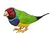 Price comparison product image Toob "Safari Incredible Creatures Gouldian Finch Miniature (Multi-Colour)