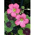 Siddhi Vinayak Gallery® Imported Veriety Oxalis Flower Bulbs mix color Flower bulbs pack of 2