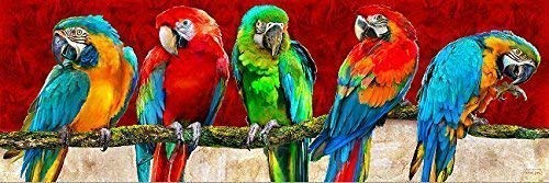 Rahmen-Kunst Toile sur Cadre - Michael Tarin: Parrot Art Rouge Toile Oiseaux Perroquets Coloré Culte Actuel Pop - 30x90