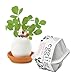 Produktbild Kungfu Mall Kreative DIY Mini Glückliche Eier Topfpflanze Desktop Home Office Decor