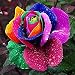Produktbild dreamshopping – Samen Pink Regenbogen mehrfarbig 25 Teile Pink Blume Samen Garten SEED Rainbow