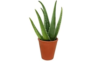 CAMBRIDGE BEE Aloe Vera House Indoor Plant Natural Medicinal Healing in 6 cm Pot
