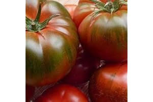 PRADEMIR Tomate ''Muchamiel'' 25 x Semillas de Portugal, 100% Cultivo Natural, Ideal para Ensaladas y Aperitivos