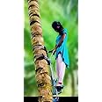 Heavy Duty Coconut Tree Climbing Machine | Palmyra | Palm Tree Climbing Tool | Stainless Steel Standing Type | 100% Safe
