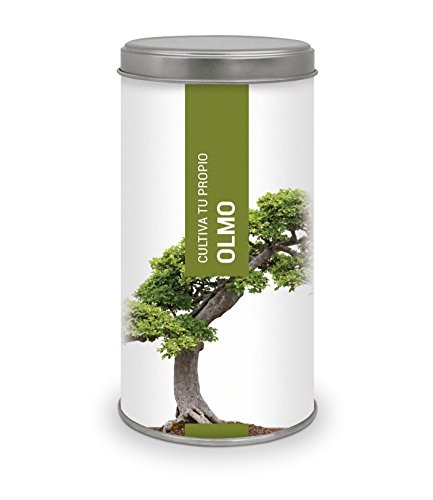 Garden Pocket - Kit de Cultivo Bonsái OLMO CHINO