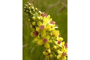 LEGUTKO Semillas mixtas de gordolobo perenne - Verbascum sp.