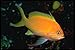 Produktbild 427064 Blotched Basslet A4 Photo Poster Print 10x8
