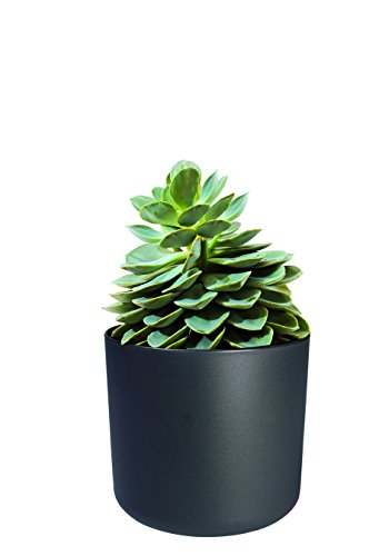 elho B.for Soft Rund Blumentopf 35cm – Anthrazit - 2