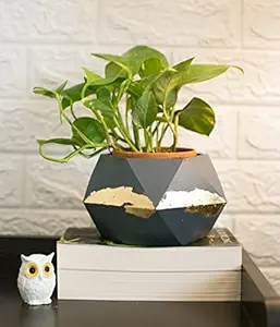 Dwell dapper | Hexagonal Planter Made of Concrete | 6.7 inch Length by 4 inch Height | Succulent Planter for Living Room | Hand Made | Indoor & Outdoor Designer Pot (Grey with Golden Patches)