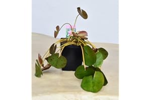 Giardini d'Acqua Ninfea Rosa Vaso Pianta Laghetto Foglie Grandi Fiore Benessere Zen Fai Da Te Stagno Laghetto