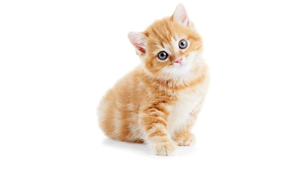 Car Collant Sticker Animal Animaux Voiture Moto Bebe Chat Chaton Roux Enfant Amazon De Automotive