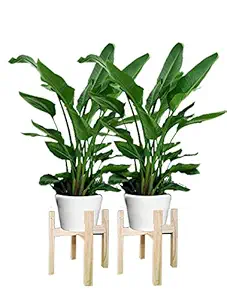 Desi Rang Tall Dual Side Plant Stand for Indoors Home Garden Balcony Terrace (2 pcs,13 inch Gap Pot)
