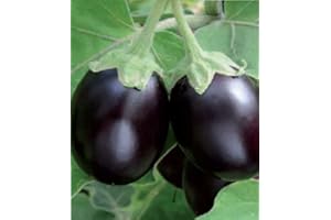 Just Seed - Vegetable - Aubergine - Jackpot F1-5 Seed