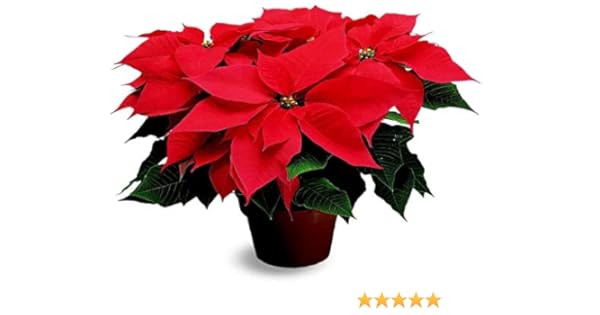 Quanto Costa Una Stella Di Natale.Pianta Natalizia Vera Ornamentale Stella Di Natale Rossa O 17 Cm H 70 Cm Amazon It Giardino E Giardinaggio
