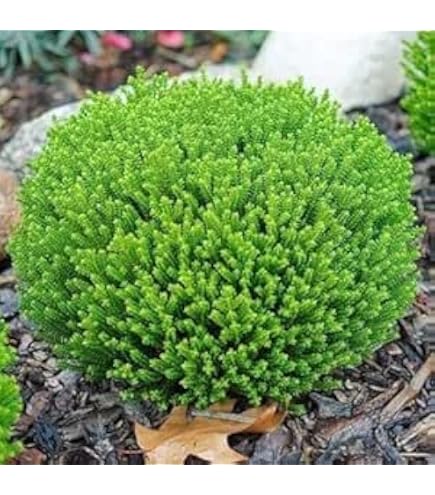Hebe 'Emerald Gem' / 'Green Globe' | Hardy, Evergreen | Supplied