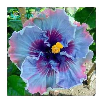 Semi 100pcs Gigante Di Fiori Di Ibisco Hardy Miscela Di Colore Giardino Domestico Di Diy Di Resina O Impianto Di Cantiere Fiore