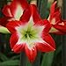 Produktbild Tres Chic Amaryllis Blumenzwiebel Größe 26/28 Hippeastrum Farbe Rot/Weiß