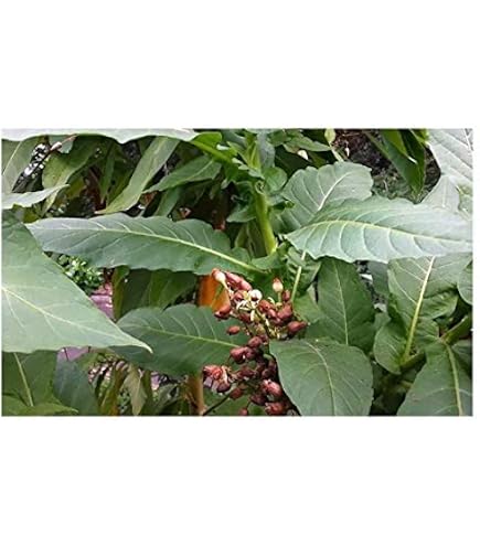 SAFLAX Graines De Tabac - 250 Graines Nicotiana Tabacum - Plante Annuelle Fleurs Roses