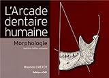 Image de L'Arcade dentaire humaine : Morphologie