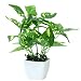Produktbild leap-G künstliche pflanze, 2 Stück künstliche blumen Pflanzen mit Töpfen Tischdeko Haus Balkon Büro Deko Kunstpflanze Bonsai