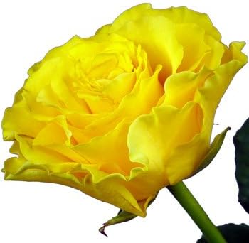 A fresh single Yellow Rose presented in a Luxury Silk Lined Gift Box tied with ribbon and delivered for FREE