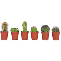 Plant in a Box - Mini Kakteen - 6er Mix - Kaktus - Topf 5,5cm - Hhe 5-10cm  : Amazon.de: Garten