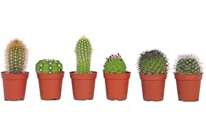 Plant in a Box - Mini-cactus - Mélange de 6 Pièces - Vrais Cactus - Pot 5.5cm - Hauteur 5-10cm
