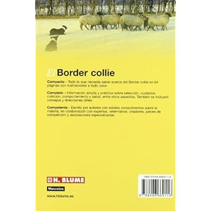 El Border collie (Mascotas)